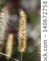 Pinnacle foxtail is an ornamental plant with spikelets used for garden and urban design, and floristry. 140672758