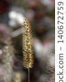 Pinnacle foxtail is an ornamental plant with spikelets used for garden and urban design, and floristry. 140672759