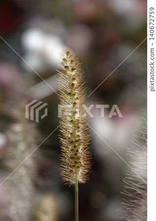 Pinnacle foxtail is an ornamental plant with spikelets used for garden and urban design, and floristry. 140672759