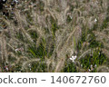 Pinnacle foxtail is an ornamental plant with spikelets used for garden and urban design, and floristry. 140672760