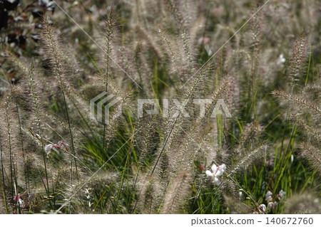 Pinnacle foxtail is an ornamental plant with spikelets used for garden and urban design, and floristry. 140672760