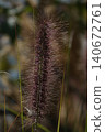 Pinnacle foxtail is an ornamental plant with spikelets used for garden and urban design, and floristry. 140672761