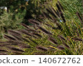 Pinnacle foxtail is an ornamental plant with spikelets used for garden and urban design, and floristry. 140672762