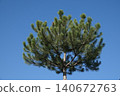 Tori Pine against a blue sky with large green branches 140672763