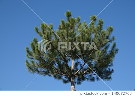 Tori Pine against a blue sky with large green branches Tori Pine against a blue sky with large green branches 140672763