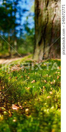 Close-up of vibrant green moss covering the ground near a tree trunk in a sunlit forest, showcasing natural textures and colors in a serene outdoor setting Close-up of vibrant green moss covering the ground near a tree trunk in a sunlit forest, showcasing natural textures and colors in a serene outdoor setting 140672771