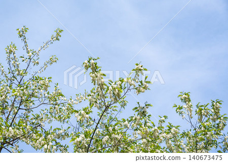 Black locust flowers in full bloom stand out against the blue sky. 140673475