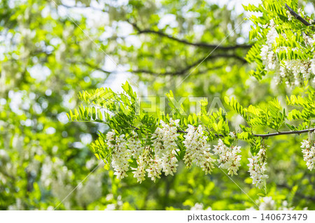 The white, drooping flowers of the black locust tree bloom in the season of fresh greenery. The white, drooping flowers of the black locust tree bloom in the season of fresh greenery. 140673479
