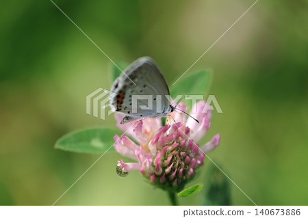 Swallowtail butterfly and red clover (2) Swallowtail butterfly and red clover (2) 140673886