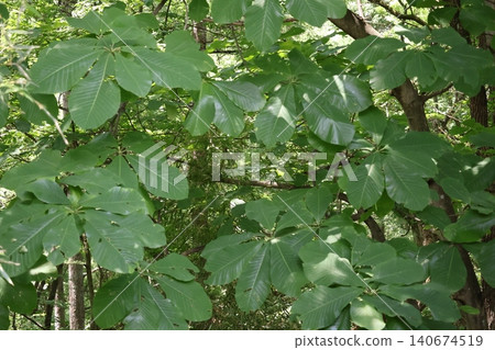 Hoba tree Hoba tree 140674519