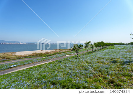 Park where nemophila flowers are in full bloom Park where nemophila flowers are in full bloom 140674824
