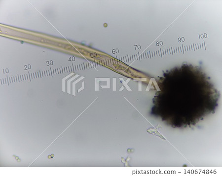 用於釀造泡盛的黑麴菌 用於釀造泡盛的黑麴菌 140674846