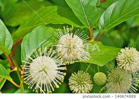 The flowers of the Japanese laurel tree are still white (summer, June). 140674889