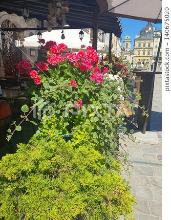 Bright pink geraniums and green plants in outdoor pots near a summer cafe in an old European square on a sunny day Bright pink geraniums and green plants in outdoor pots near a summer cafe in an old European square on a sunny day 140675020