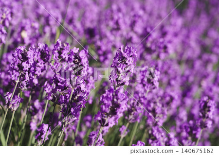 Close-up of blooming lavender, copy space for text about growing aromatic herbs for cooking and cosmetology, traditional farms growing cultivated plants and herbs Close-up of blooming lavender, copy space for text about growing aromatic herbs for cooking and cosmetology, traditional farms growing cultivated plants and herbs 140675162