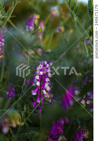 vertical poster with selective focus on blooming mouse pea, the summer season and flowering meadow grasses, concept for ecosystems and wildlife, environmental protection vertical poster with selective focus on blooming mouse pea, the summer season and flowering meadow grasses, concept for ecosystems and wildlife, environmental protection 140675179