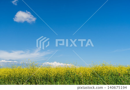 field of golden rapeseed under a bright blue sky with white clouds, a copy space concept on agriculture and crop cultivation field of golden rapeseed under a bright blue sky with white clouds, a copy space concept on agriculture and crop cultivation 140675194