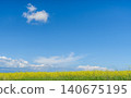 Rural landscape with a field of blooming rapeseed, a concept for supporting farms and agricultural cultivation, copy space for text 140675195