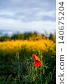 Red poppies against a field of blooming rapeseed, a vertical poster of a spring field, late evening, and a concept of caring for nature and the environment. 140675204