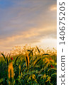 Vertical poster with selective focus on young grain ears, warm spring sunset, copy space about the concept of growing crops and caring for the ecology of nature and the environment 140675205