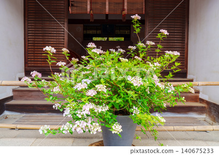 The entrance is decorated with hydrangea flowers. 140675233