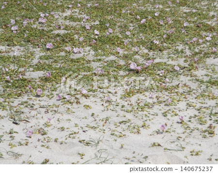 伊納格海岸的牽牛花盛開 伊納格海岸的牽牛花盛開 140675237