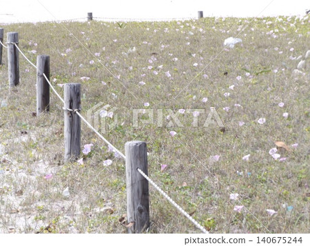Beach morning glories blooming on Inage Coast Beach morning glories blooming on Inage Coast 140675244