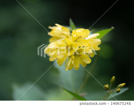 Lysimachia japonica, a flower that blooms in the summer wetlands of Japan. Lysimachia japonica, a flower that blooms in the summer wetlands of Japan. 140675248
