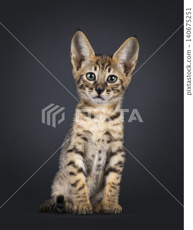 Tiny baby cat on black background Tiny baby cat on black background 140675251