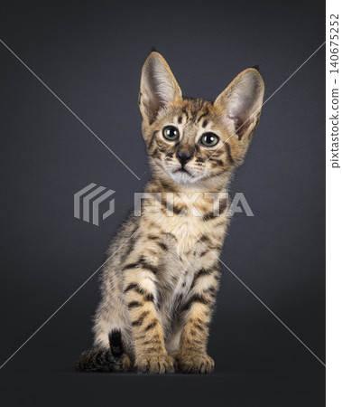 Tiny baby cat on black background Tiny baby cat on black background 140675252