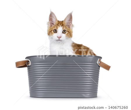 Maine Coon cat on white background Maine Coon cat on white background 140675260