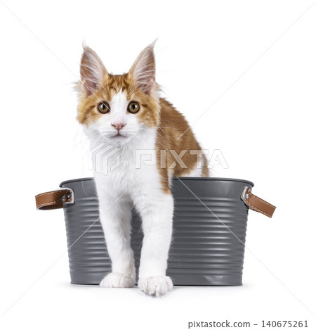 Maine Coon cat on white background Maine Coon cat on white background 140675261