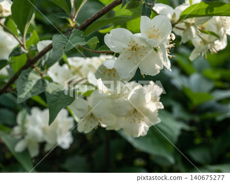 Delicate Mock Orange Jasmine Blossoms in Reflected Light 140675277