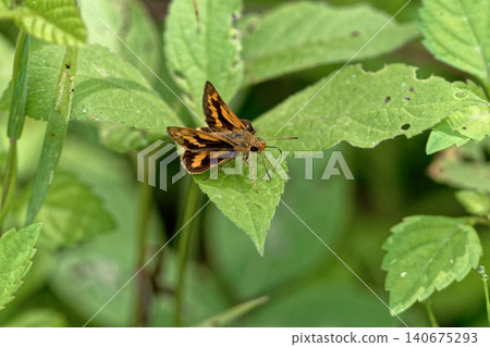 A yellow-spotted skipper resting on a leaf A yellow-spotted skipper resting on a leaf 140675293