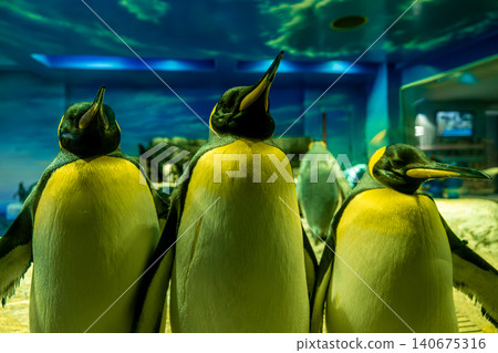 [#Aquarium] Penguins 140675316