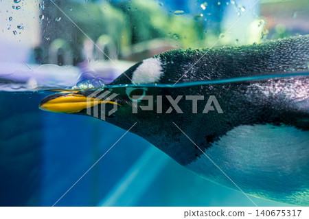 [#Aquarium] Penguins 140675317