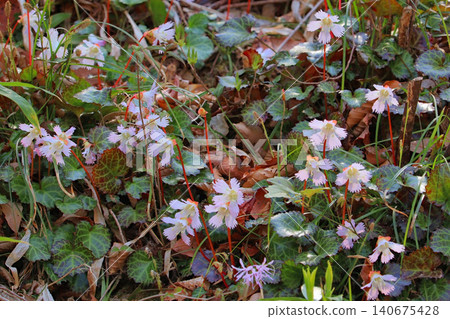 A cluster of *Iwauchiwa* flowers (Nachigaoka, Natori City, Miyagi Prefecture) A cluster of *Iwauchiwa* flowers (Nachigaoka, Natori City, Miyagi Prefecture) 140675428