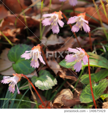 A cluster of *Iwauchiwa* flowers (Nachigaoka, Natori City, Miyagi Prefecture) A cluster of *Iwauchiwa* flowers (Nachigaoka, Natori City, Miyagi Prefecture) 140675429