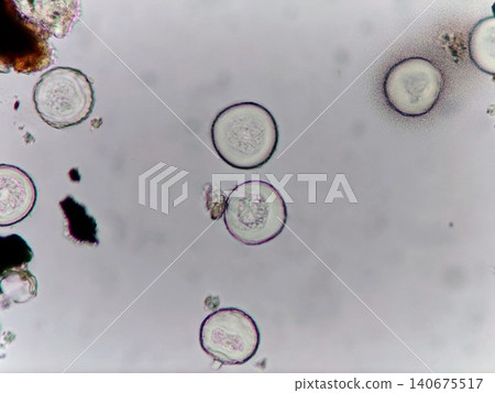 Beautifully spherical cedar pollen Beautifully spherical cedar pollen 140675517