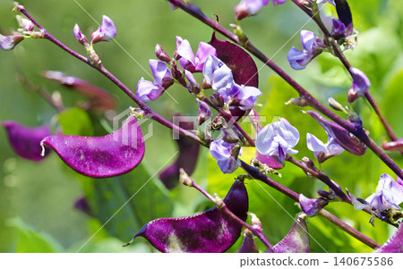 Hyacinth bean Hyacinth bean 140675586