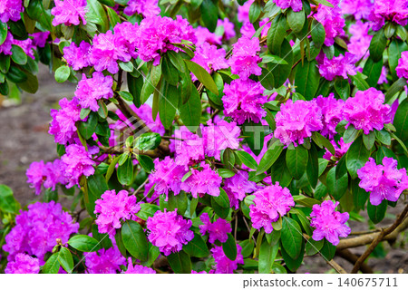 Spectacular Vibrant Pink Rhododendron Blooms in Garden Spectacular Vibrant Pink Rhododendron Blooms in Garden 140675711