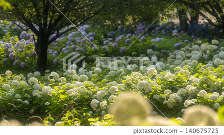 Sagamihara Kita Park的繡球花 Sagamihara Kita Park的繡球花 140675725