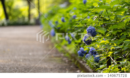 Hydrangea from Sagamihara Kita Park Hydrangea from Sagamihara Kita Park 140675728