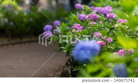 Hydrangea from Sagamihara Kita Park Hydrangea from Sagamihara Kita Park 140675741