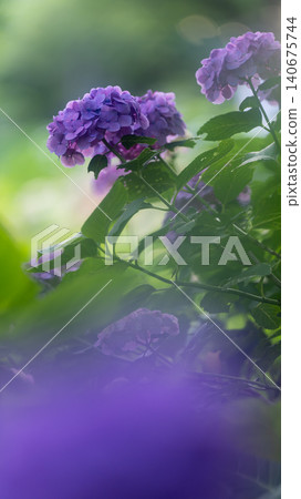 Hydrangea from Sagamihara Kita Park Hydrangea from Sagamihara Kita Park 140675744