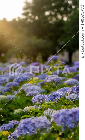 Sagamihara Kita Park的繡球花 Sagamihara Kita Park的繡球花 140675773