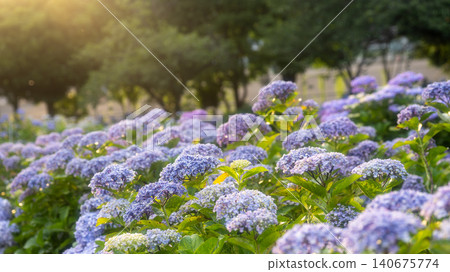 Sagamihara Kita Park的繡球花 Sagamihara Kita Park的繡球花 140675774