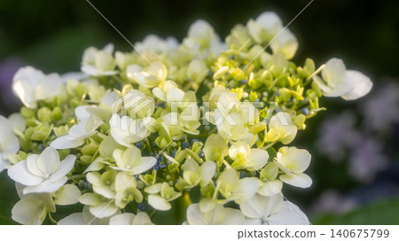 Hydrangea from Sagamihara Kita Park Hydrangea from Sagamihara Kita Park 140675799
