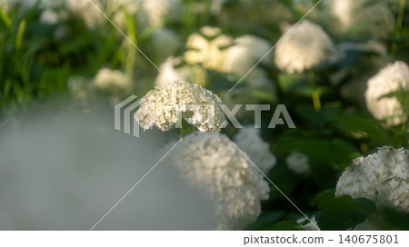 Sagamihara Kita Park的繡球花 Sagamihara Kita Park的繡球花 140675801