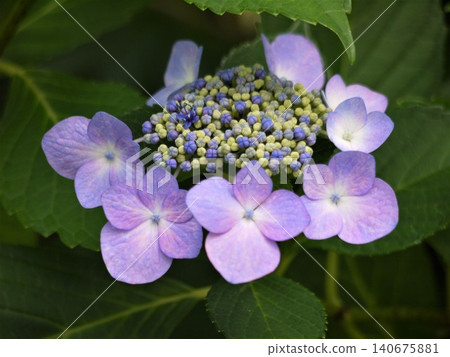 Gaku繡球花 Gaku繡球花 140675881